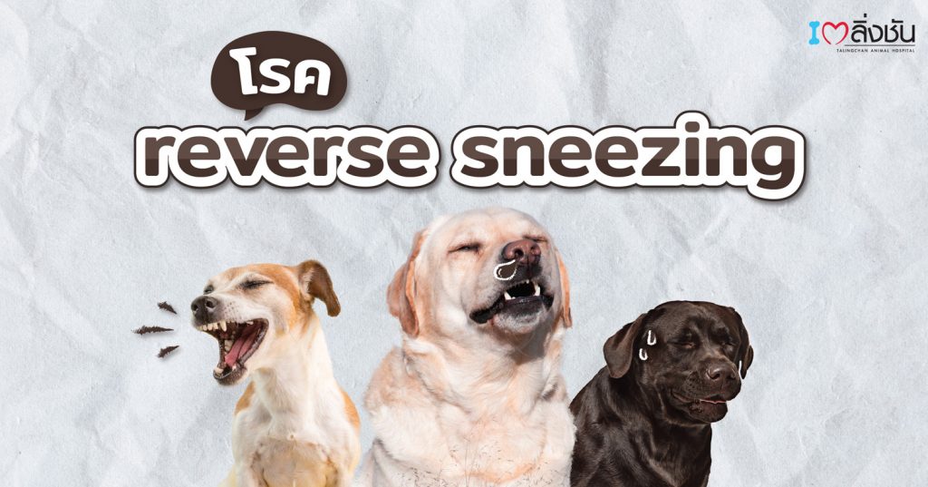 reverse sneezing ในสุนัข