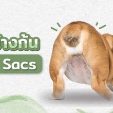 ต่อมข้างก้น หรือต่อมเหม็น