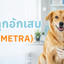 อาการ การรักษา และการป้องกันมดลูกอักเสบในสัตว์เลี้ยง