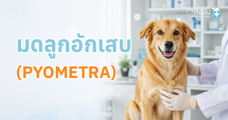 อาการ การรักษา และการป้องกันมดลูกอักเสบในสัตว์เลี้ยง