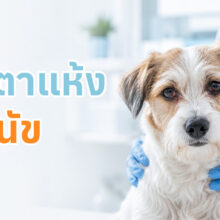 สาเหตุ รวมถึงวิธีการรักษา โรคตาแห้ง