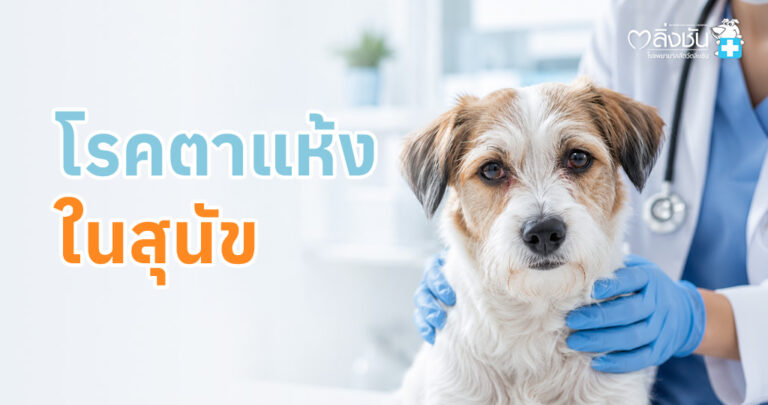 สาเหตุ รวมถึงวิธีการรักษา โรคตาแห้ง