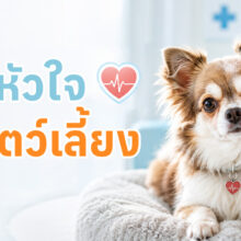 โรคหัวใจที่พบในสุนัขและแมว