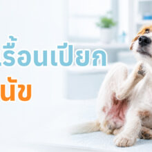 โรคผิวหนังเป็นปัญหาที่พบบ่อยที่สุดในสุนัข มักพบอาการขนร่วง คัน ผิวหนังอักเสบแดง
