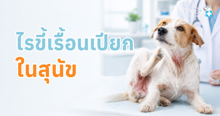 โรคผิวหนังเป็นปัญหาที่พบบ่อยที่สุดในสุนัข มักพบอาการขนร่วง คัน ผิวหนังอักเสบแดง