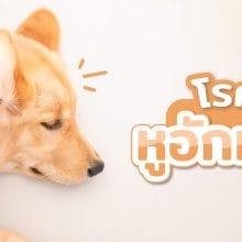 โรคหูอักเสบ