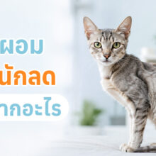 แมวที่บ้านของเราน้ำหนักดูลดลง หรือดูผอมจนเกินไป