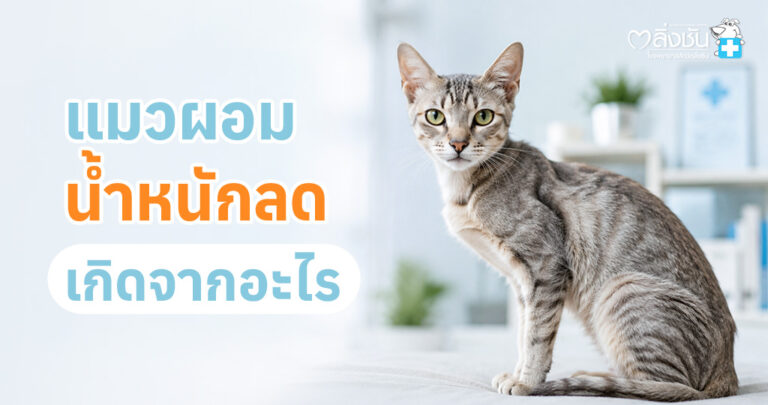 แมวที่บ้านของเราน้ำหนักดูลดลง หรือดูผอมจนเกินไป