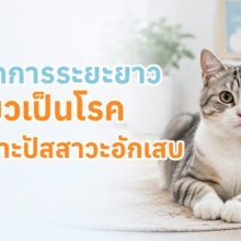 การจัดการระยะยาวสำหรับแมวที่เป็นโรคกระเพาะปัสสาวะอักเสบ เพื่อลดความเสี่ยงในการกลับมาเป็นซ้ำ