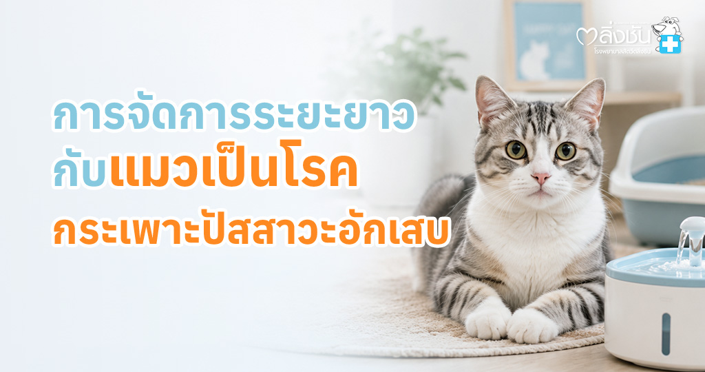 การจัดการระยะยาวสำหรับแมวที่เป็นโรคกระเพาะปัสสาวะอักเสบ เพื่อลดความเสี่ยงในการกลับมาเป็นซ้ำ