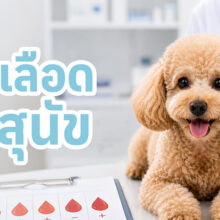 ในสุนัขก็มีหมู่เลือดเหมือนกัน