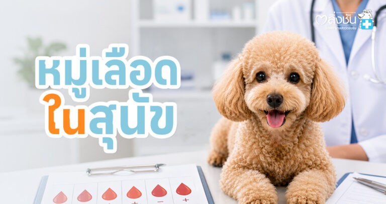 ในสุนัขก็มีหมู่เลือดเหมือนกัน