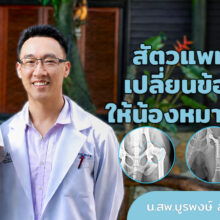 เปลี่ยนข้อสะโพกน้องสุนัข