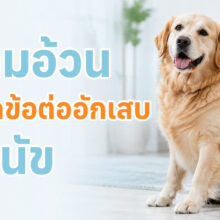 โรคข้อต่ออักเสบเป็นการเสื่อมสภาพของข้อต่อซึ่งส่งผลต่อความเจ็บปวดและการสูญเสียการใช้งานของข้อต่อ