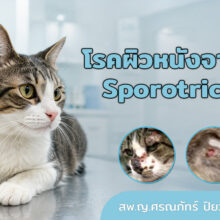 เชื้อ Sporotrix schenckii เป็นเชื้อที่พบได้ในสิ่งแวดล้อม ติดต่อทางบาดแผล หรือรอยข่วนกัด สามารถติดต่อสู่สัตว์เลี้ยงลูกด้วยนม เช่น สุนัขหรือ แมวเป็นต้น