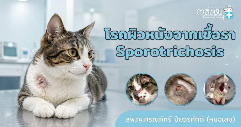 เชื้อ Sporotrix schenckii เป็นเชื้อที่พบได้ในสิ่งแวดล้อม ติดต่อทางบาดแผล หรือรอยข่วนกัด สามารถติดต่อสู่สัตว์เลี้ยงลูกด้วยนม เช่น สุนัขหรือ แมวเป็นต้น