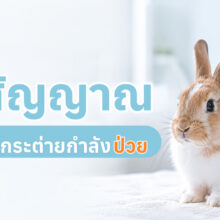 กระต่ายกำลังนั่งนิ่ง พร้อมสรุป 5 สัญญาณที่อาจบ่งบอกว่ากระต่ายกำลังป่วย