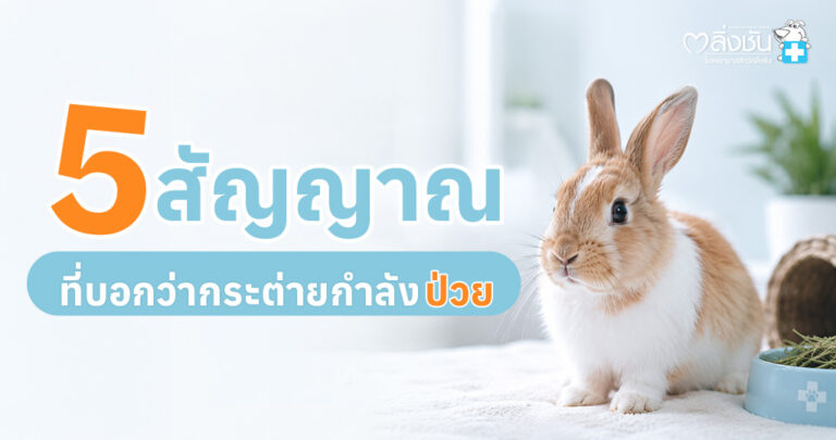 กระต่ายกำลังนั่งนิ่ง พร้อมสรุป 5 สัญญาณที่อาจบ่งบอกว่ากระต่ายกำลังป่วย
