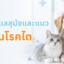 การดูแลจัดการ สุนัขและแมวที่เป็นโรคไต