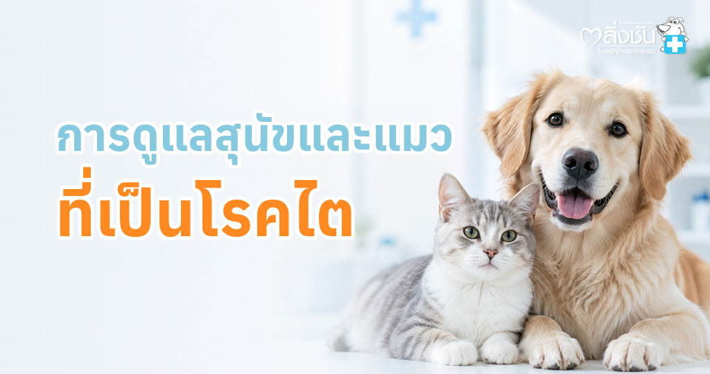 การดูแลจัดการ สุนัขและแมวที่เป็นโรคไต