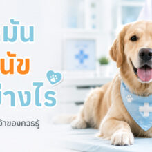 สัตวแพทย์กำลังเตรียมทำหมันสุนัข พร้อมข้อมูลประโยชน์ของการทำหมันและการดูแลหลังผ่าตัด