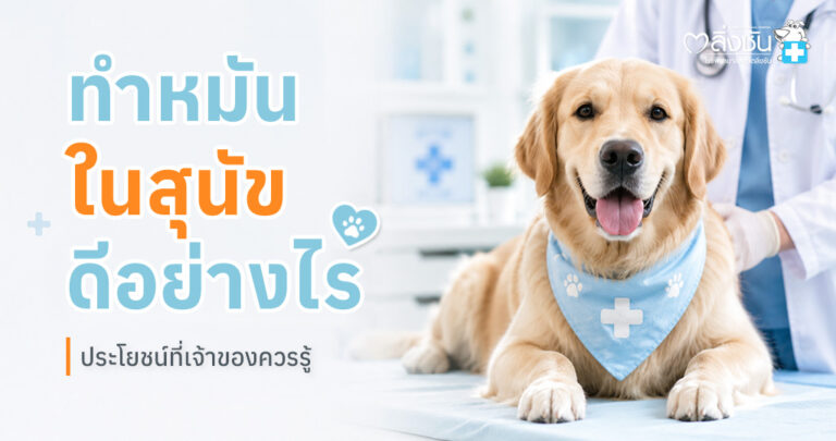 สัตวแพทย์กำลังเตรียมทำหมันสุนัข พร้อมข้อมูลประโยชน์ของการทำหมันและการดูแลหลังผ่าตัด