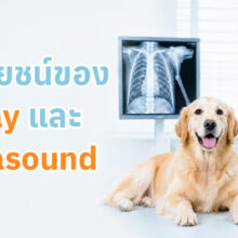 เอกซเรย์ (X-Ray) และอัลตราซาวด์ (Ultrasound) มักถูกนำมาใช้ร่วมกันในการตรวจวินิจฉัยโรค