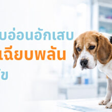 ภาวะตับอ่อนอักเสบในสุนัข