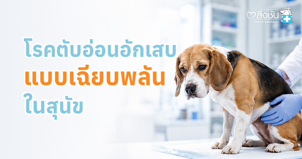 ภาวะตับอ่อนอักเสบในสุนัข