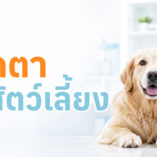 สัตวแพทย์กำลังตรวจดวงตาสุนัขหรือแมว พร้อมข้อมูลอาการผิดปกติของดวงตาและขั้นตอนการตรวจรักษา