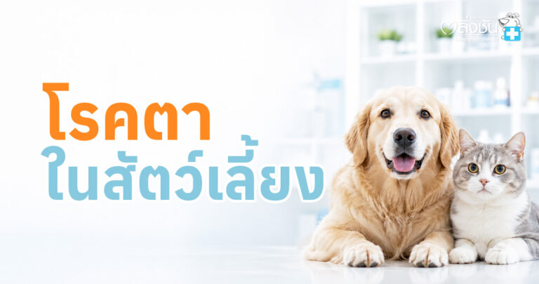 สัตวแพทย์กำลังตรวจดวงตาสุนัขหรือแมว พร้อมข้อมูลอาการผิดปกติของดวงตาและขั้นตอนการตรวจรักษา
