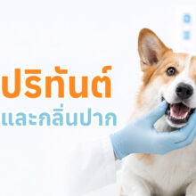 สุนัขกำลังตรวจสุขภาพช่องปาก พร้อมข้อมูลโรคปริทันต์ อาการ และแนวทางการรักษา