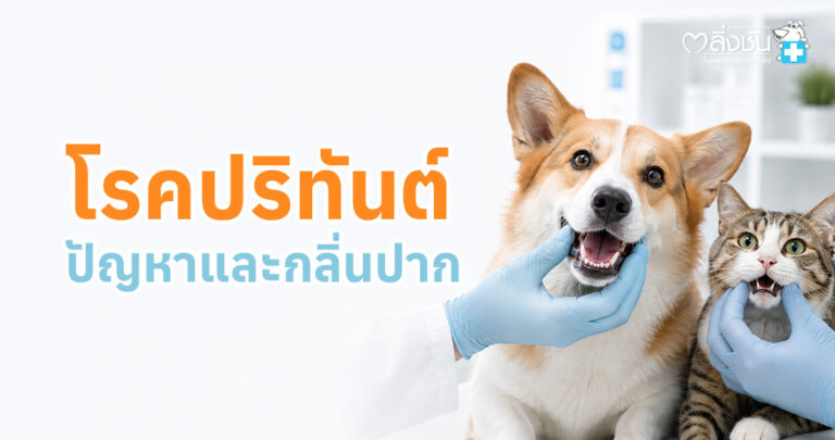 สุนัขกำลังตรวจสุขภาพช่องปาก พร้อมข้อมูลโรคปริทันต์ อาการ และแนวทางการรักษา