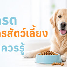 ภาพอาหารเม็ดสำหรับสุนัขและแมว พร้อมข้อมูลเปรียบเทียบเกรดอาหารสัตว์แต่ละประเภท ตั้งแต่เกรดประหยัดถึง Grain Free