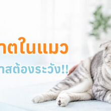 แมวขาหลังอ่อนแรงเฉียบพลัน อาจเป็นสัญญาณของลิ่มเลือดอุดตันจากโรคหัวใจ