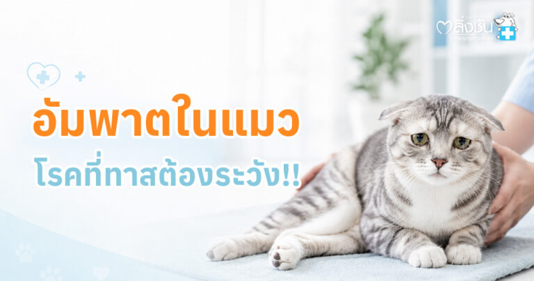 แมวขาหลังอ่อนแรงเฉียบพลัน อาจเป็นสัญญาณของลิ่มเลือดอุดตันจากโรคหัวใจ