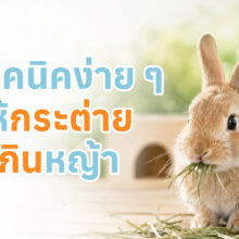 กระต่ายกำลังกินหญ้าแห้ง พร้อมแนะนำ 5 เทคนิคช่วยให้น้องกินหญ้าได้มากขึ้น เพื่อสุขภาพฟันและระบบทางเดินอาหาร
