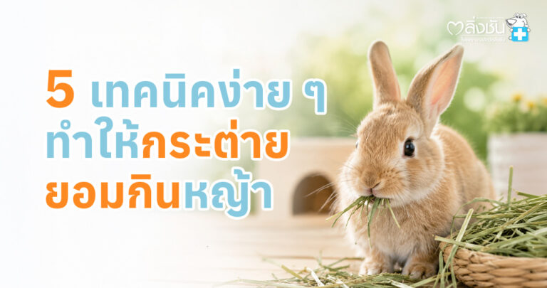 กระต่ายกำลังกินหญ้าแห้ง พร้อมแนะนำ 5 เทคนิคช่วยให้น้องกินหญ้าได้มากขึ้น เพื่อสุขภาพฟันและระบบทางเดินอาหาร
