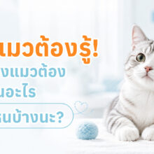ลูกแมวกำลังรับการฉีดวัคซีนจากสัตวแพทย์ พร้อมข้อมูลช่วงอายุที่ควรเริ่มฉีดวัคซีนและโปรแกรมวัคซีนแมว