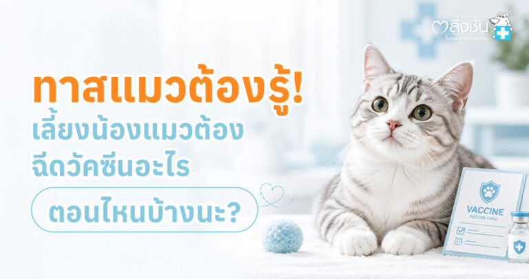 ลูกแมวกำลังรับการฉีดวัคซีนจากสัตวแพทย์ พร้อมข้อมูลช่วงอายุที่ควรเริ่มฉีดวัคซีนและโปรแกรมวัคซีนแมว