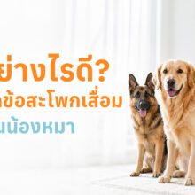 สุนัขที่มีภาวะข้อสะโพกเสื่อม เดินผิดปกติและมีอาการเจ็บขาหลัง