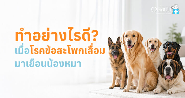 สุนัขที่มีภาวะข้อสะโพกเสื่อม เดินผิดปกติและมีอาการเจ็บขาหลัง
