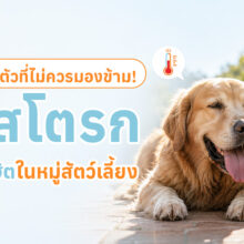 สัตว์เลี้ยงกำลังหอบจากอากาศร้อน พร้อมข้อมูลอาการฮีทสโตรก วิธีปฐมพยาบาล และการป้องกันเบื้องต้น
