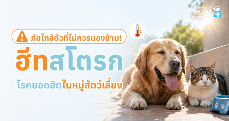 สัตว์เลี้ยงกำลังหอบจากอากาศร้อน พร้อมข้อมูลอาการฮีทสโตรก วิธีปฐมพยาบาล และการป้องกันเบื้องต้น
