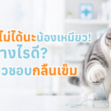 แมวกำลังเล่นด้ายและเข็ม พร้อมข้อมูลอันตรายจากการกลืนเข็ม และแนวทางการรักษา