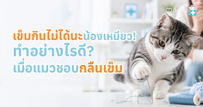 แมวกำลังเล่นด้ายและเข็ม พร้อมข้อมูลอันตรายจากการกลืนเข็ม และแนวทางการรักษา