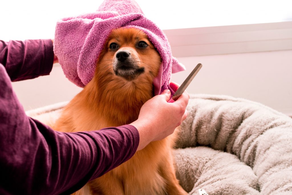HOW TO อาบน้ำน้องหมาอย่างไรให้โปรเหมือนไปที่ร้าน - talingchanpet  ข้อมูลสุขภาพสัตว์เลี้ยง