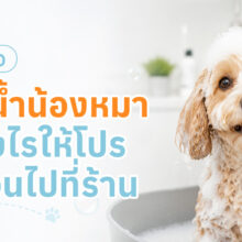 อินโฟกราฟิกให้ความรู้เรื่องการอาบน้ำสุนัขอย่างถูกวิธีและการเลือกแชมพูให้เหมาะกับผิวหนัง