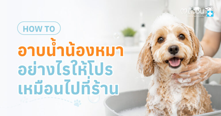 อินโฟกราฟิกให้ความรู้เรื่องการอาบน้ำสุนัขอย่างถูกวิธีและการเลือกแชมพูให้เหมาะกับผิวหนัง