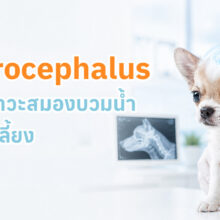 สุนัขพันธุ์เล็กที่มีภาวะสมองบวมน้ำ พร้อมข้อมูลอาการ สาเหตุ และแนวทางการรักษา